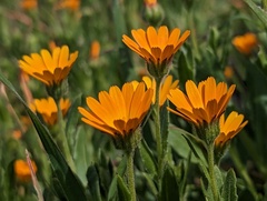 Calendula arvensis