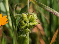 Calendula arvensis