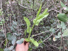 Acourtia microcephala