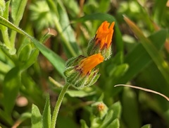 Calendula arvensis