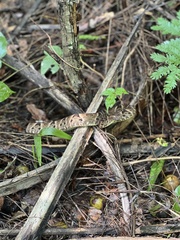 Bothrops leucurus