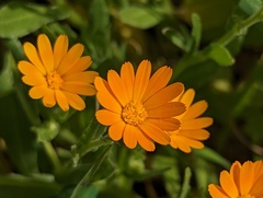 Calendula arvensis