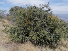 Condalia velutina