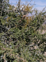 Condalia velutina