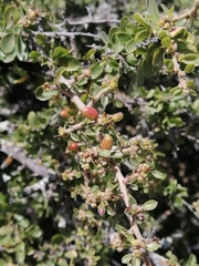 Condalia velutina
