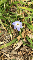 Ipheion uniflorum