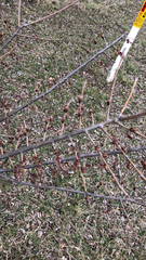 Prunus angustifolia