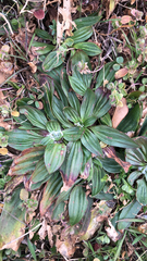 Plantago lanceolata