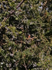 Condalia velutina