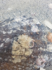 Fasciolaria