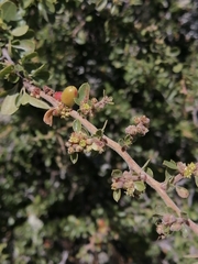 Condalia velutina