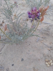 Astragalus magdalenae