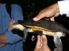 Mesoclemmys raniceps