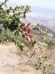Condalia velutina