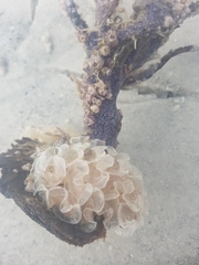 Fasciolaria
