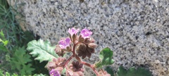 Phacelia crenulata minutiflora