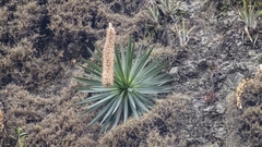Agave dasylirioides