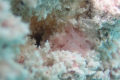 Calcarea