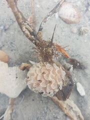 Fasciolaria