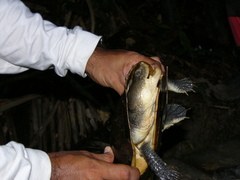 Mesoclemmys raniceps