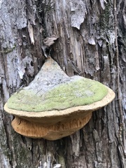 Pyrofomes juniperinus