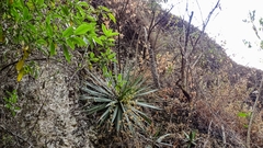 Agave dasylirioides