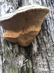 Pyrofomes juniperinus