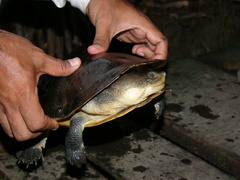 Mesoclemmys raniceps