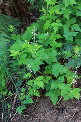 Tiarella trifoliata