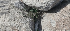 Neogaerrhinum filipes