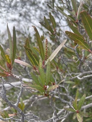 Pleradenophora bilocularis