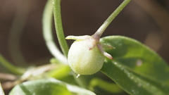 Neogaerrhinum filipes