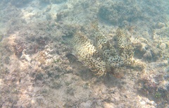 Dactyloptena orientalis