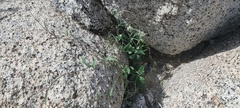 Neogaerrhinum filipes
