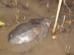 Mesoclemmys raniceps