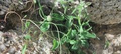 Neogaerrhinum filipes