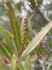 Pleradenophora bilocularis