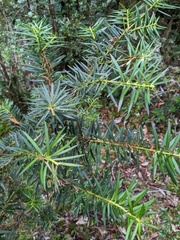 Podocarpus nubigenus