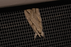 Ecnomodes sagittaria