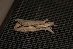 Ecnomodes sagittaria