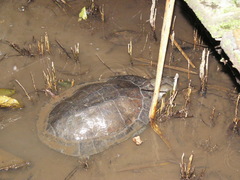 Mesoclemmys raniceps