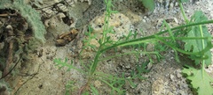 Gilia stellata