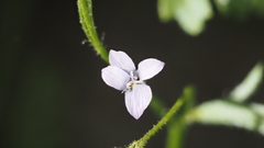 Gilia stellata
