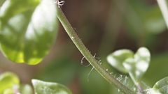 Neogaerrhinum filipes