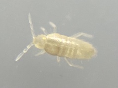 Pseudosinella rolfsi
