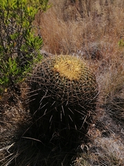 Ferocactus histrix