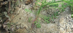 Gilia stellata