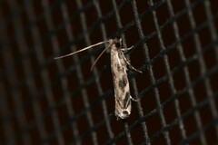 Erechthias zebrina
