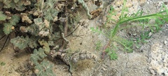 Gilia stellata