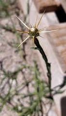 Centaurea solstitialis
